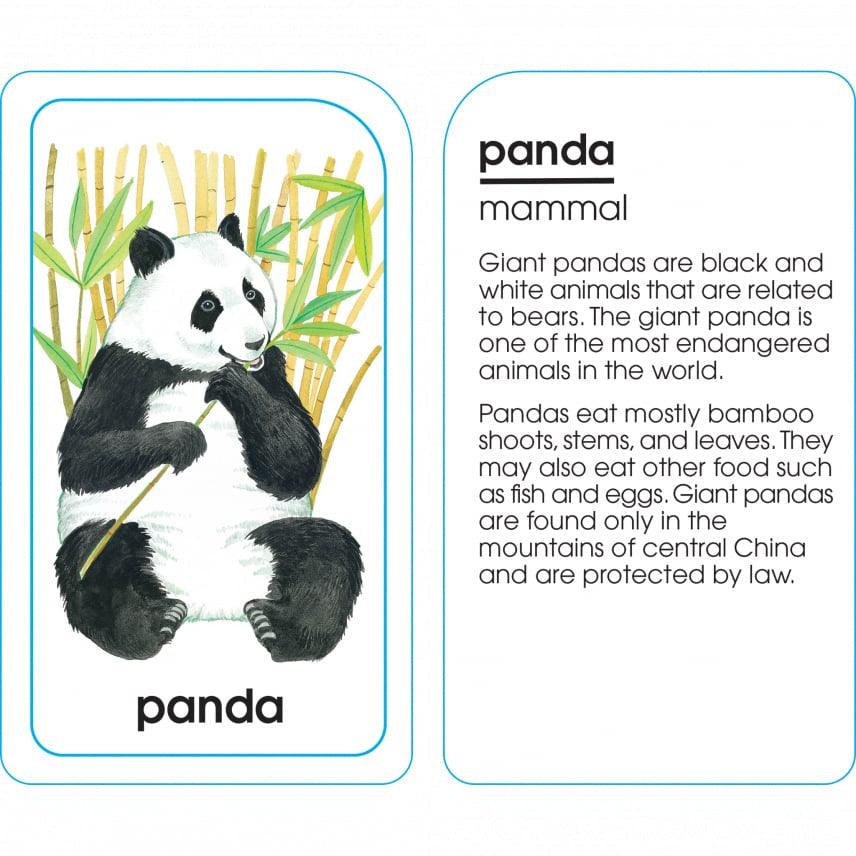 School Zone Flash Card 學習記憶快閃卡 - Animals of All Kinds
